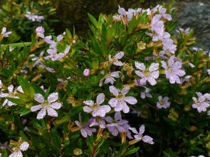 Cuphea hyssopifolia