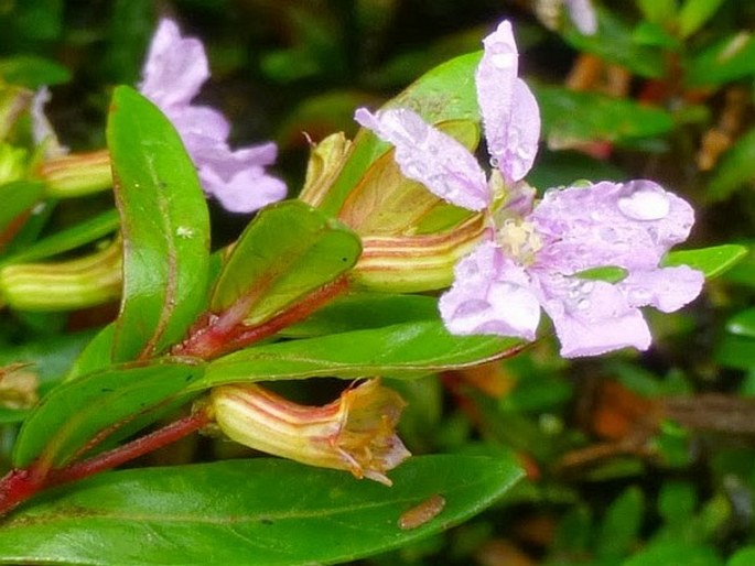 Cuphea hyssopifolia