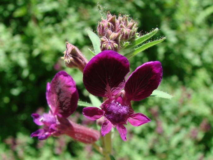 CUPHEA LANCEOLATA W. T. Aiton – kufea