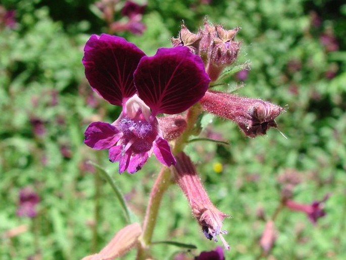 Cuphea lanceolata