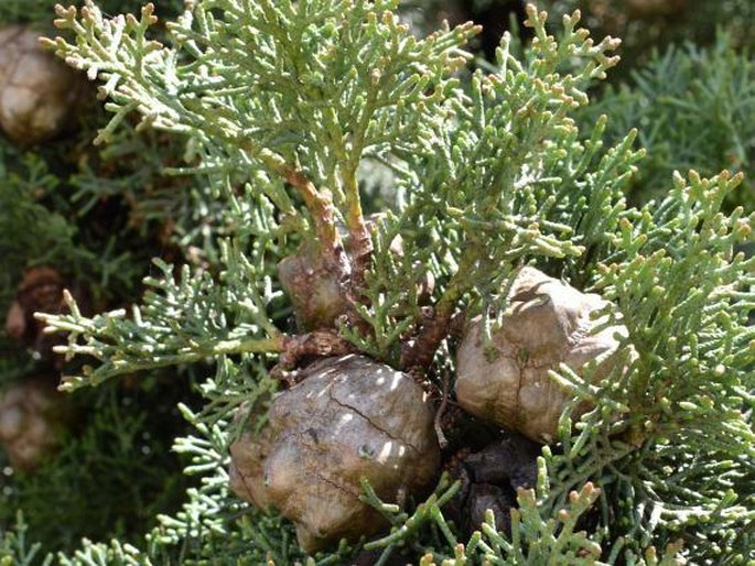 Cupressus arizonica