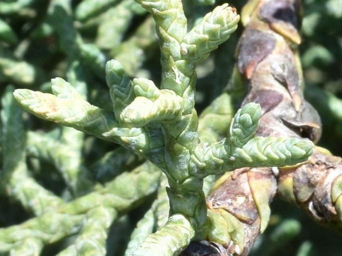 Cupressus arizonica