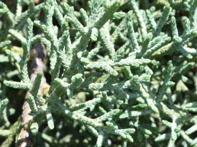 Cupressus arizonica