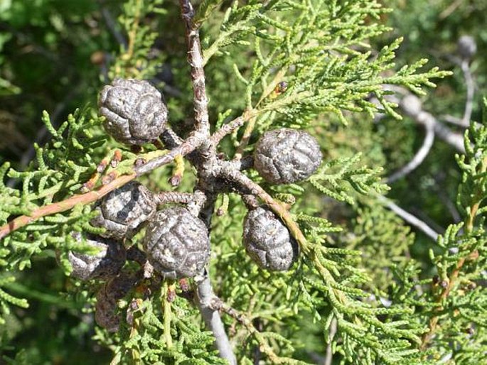 Cupressus forbesii