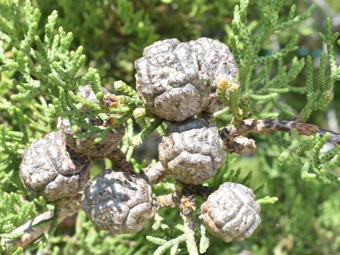 Cupressus forbesii