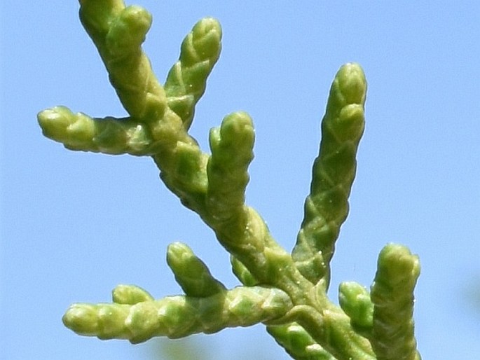 Cupressus forbesii