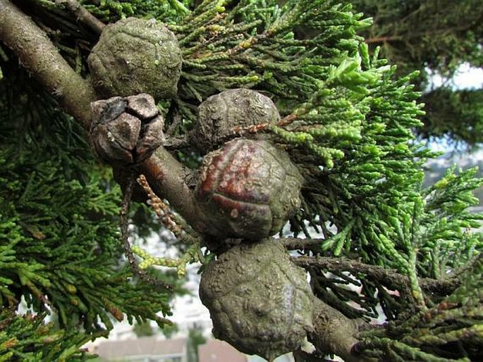 CUPRESSUS MACROCARPA Hartw. - cypřiš velkoplodý / cyprus