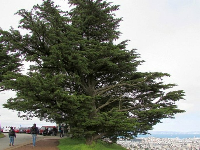 Cupressus macrocarpa