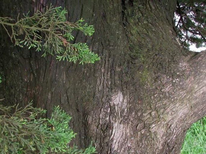 Cupressus macrocarpa