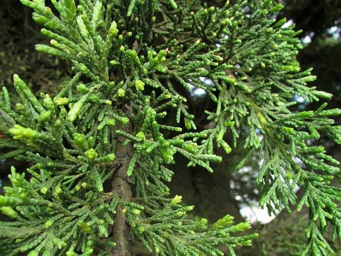 Cupressus macrocarpa