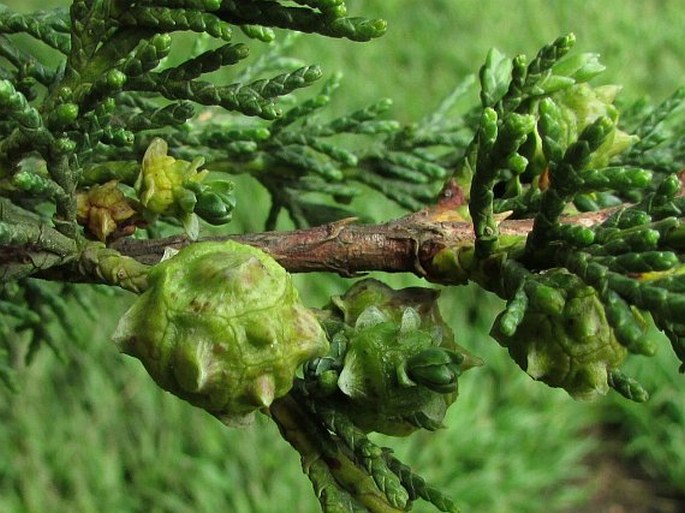 Cupressus macrocarpa