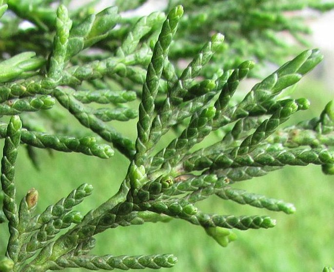 Cupressus macrocarpa