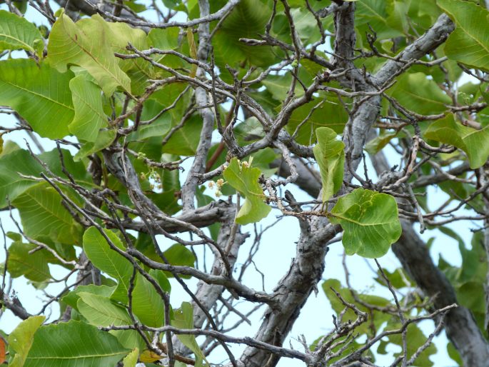 Curatella americana