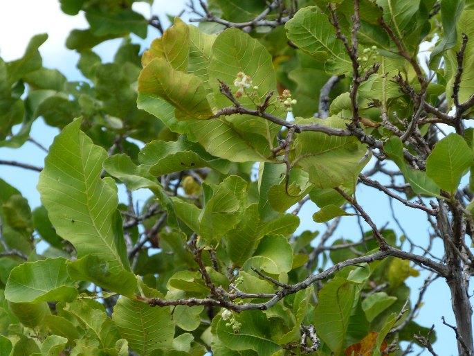 Curatella americana