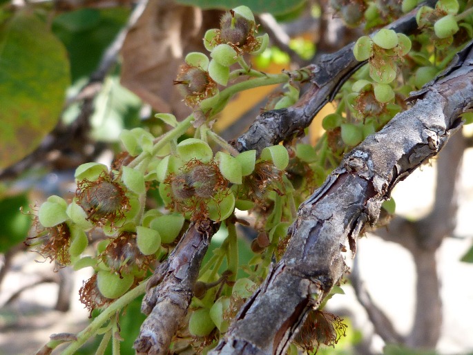 Curatella americana