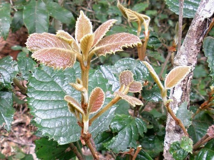 CURTISIA DENTATA (Burm. f.) C. A. Sm.