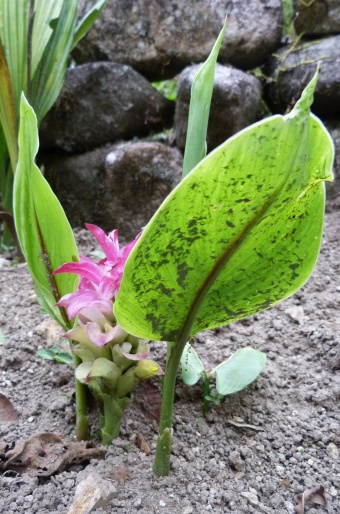 Curcuma zedoaria