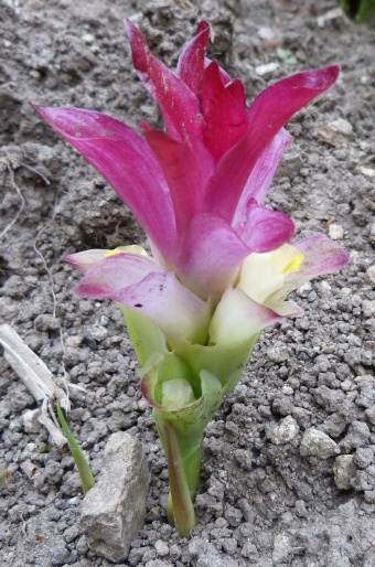 Curcuma picta