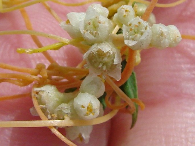 Cuscuta campestris