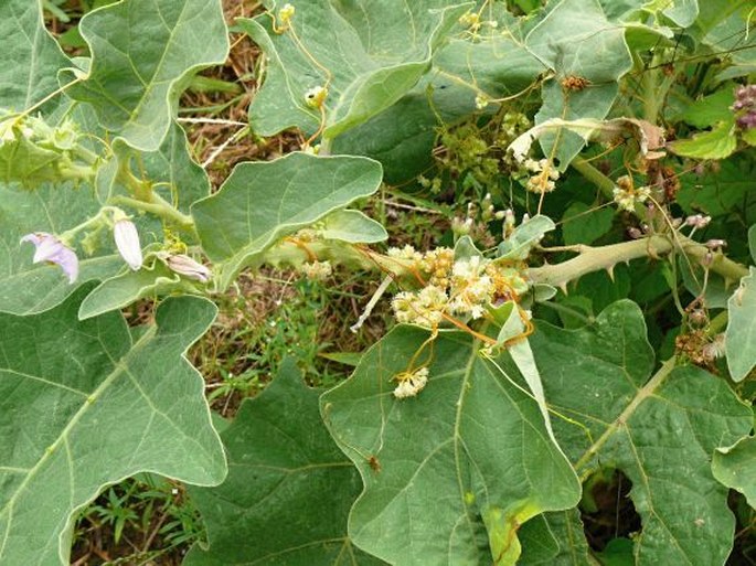 Cuscuta planiflora