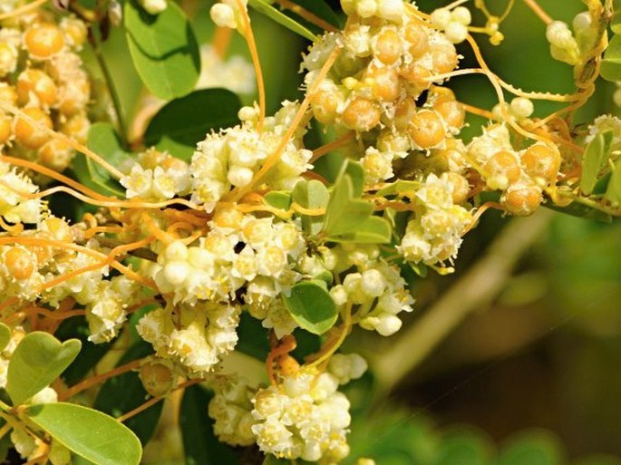 Cuscuta planiflora