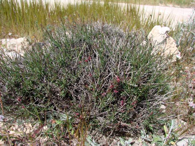 Asperula cypria