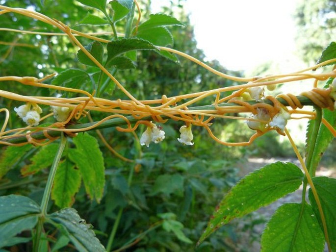 Cuscuta woodsonii