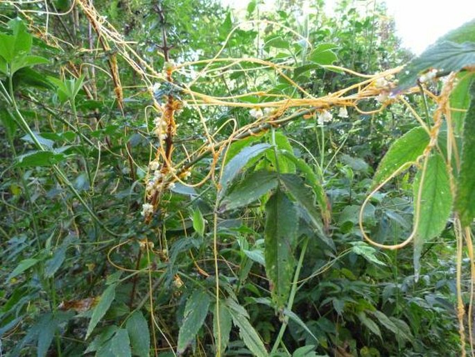 Cuscuta woodsonii