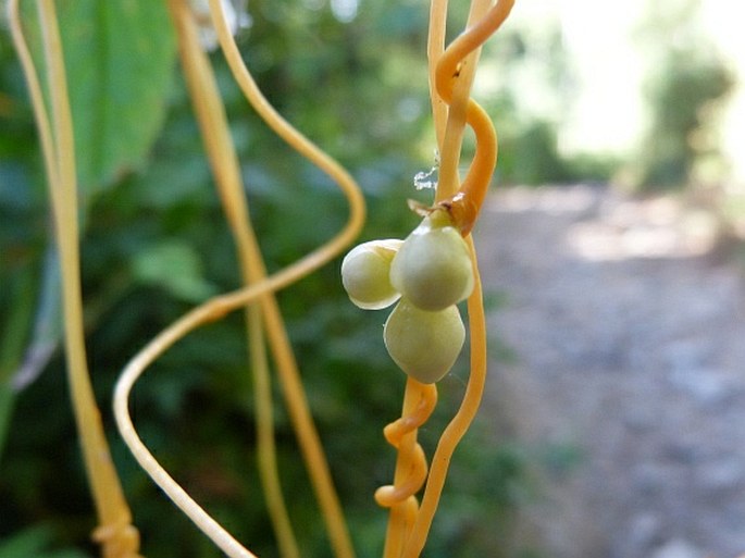 Cuscuta woodsonii