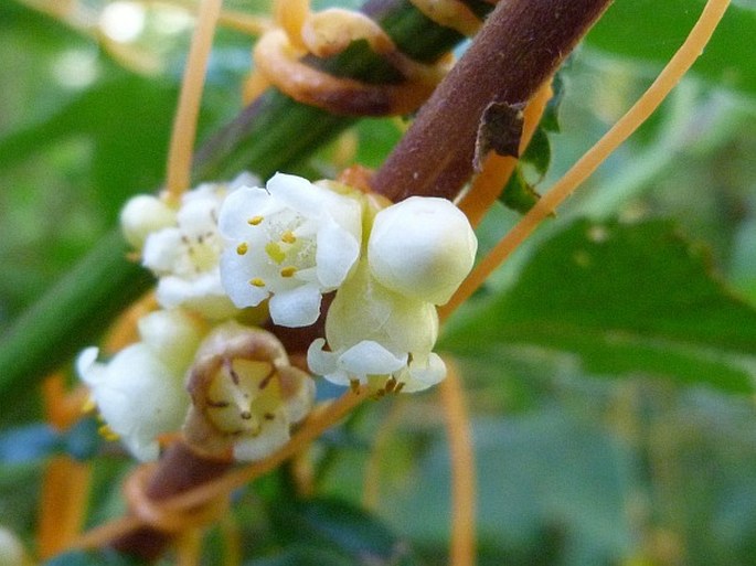 Cuscuta woodsonii