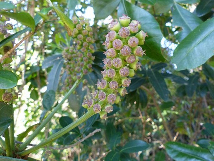 Cussonia arenicola