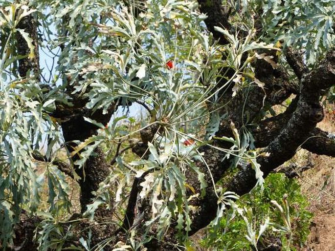 CUSSONIA PANICULATA Eckl. et Zeyh.