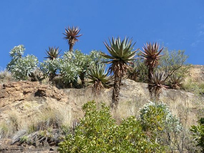 Cussonia paniculata