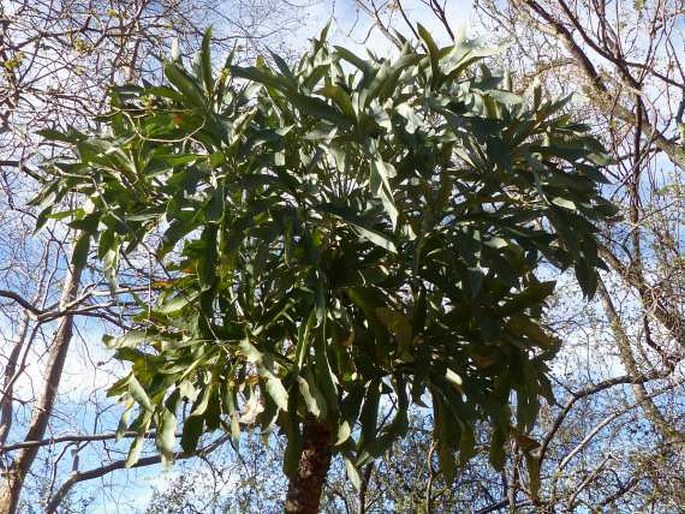 Cussonia paniculata