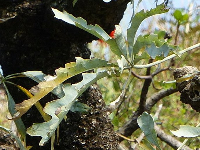 Cussonia paniculata