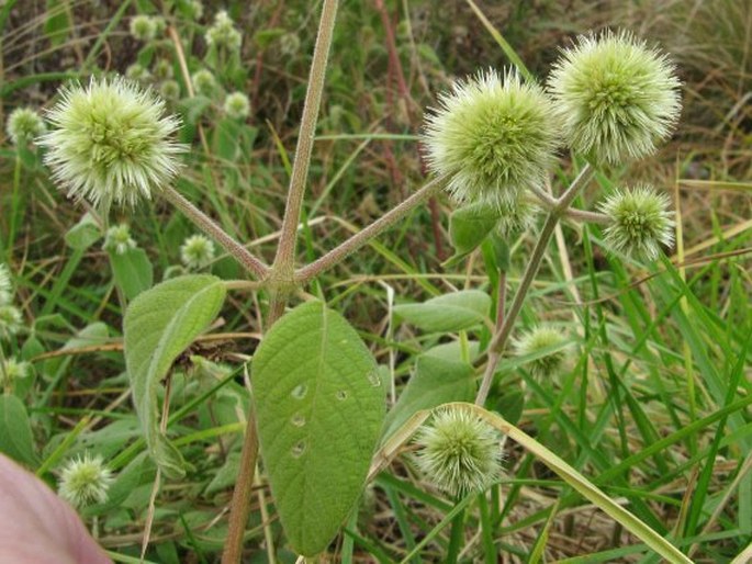 CYATHULA UNCINULATA (Schrad.) Schinz