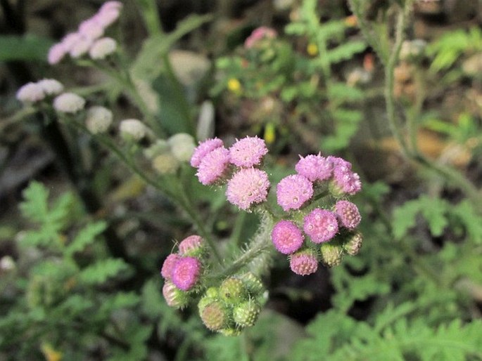 CYATHOCLINE PURPUREA (Buch.-Ham. ex D. Don) Kuntze