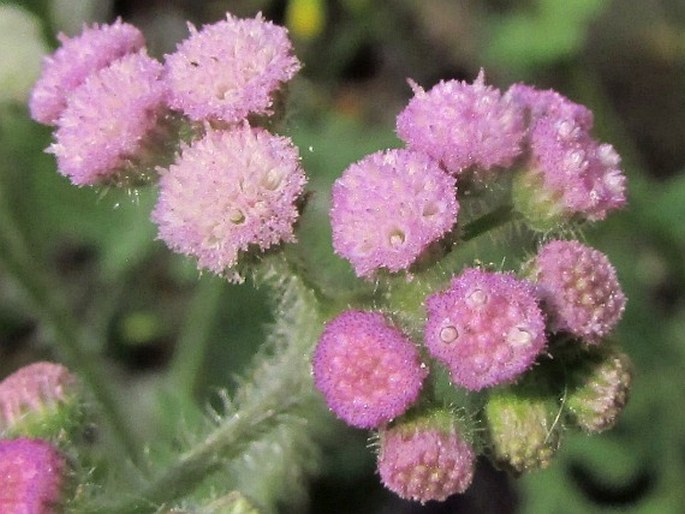 Cyathocline purpurea