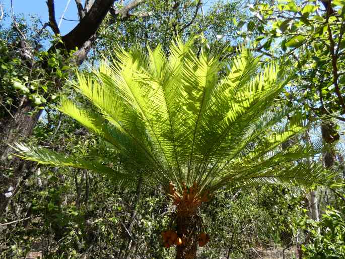 Cycas armstrongii