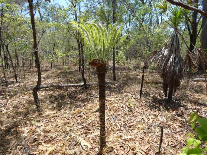 Cycas armstrongii