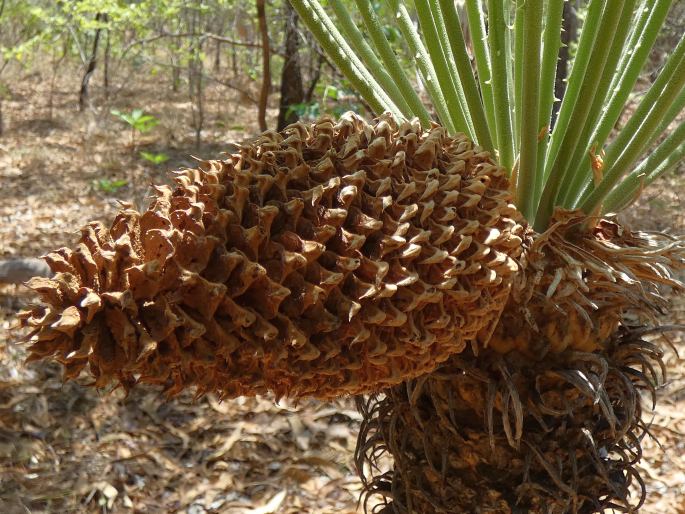 Cycas armstrongii