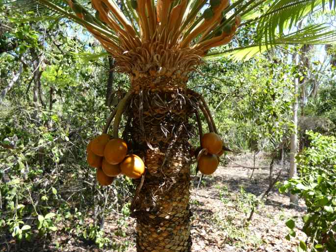 Cycas armstrongii