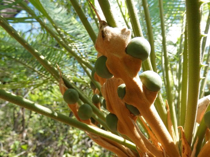 Cycas armstrongii