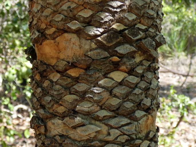 Cycas armstrongii