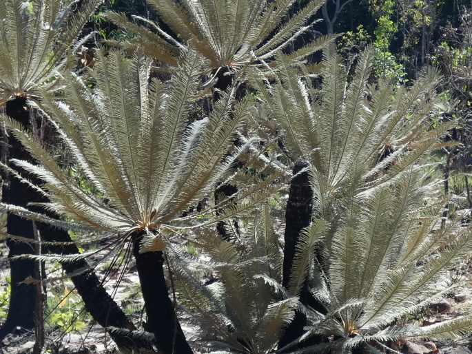 Cycas calcicola