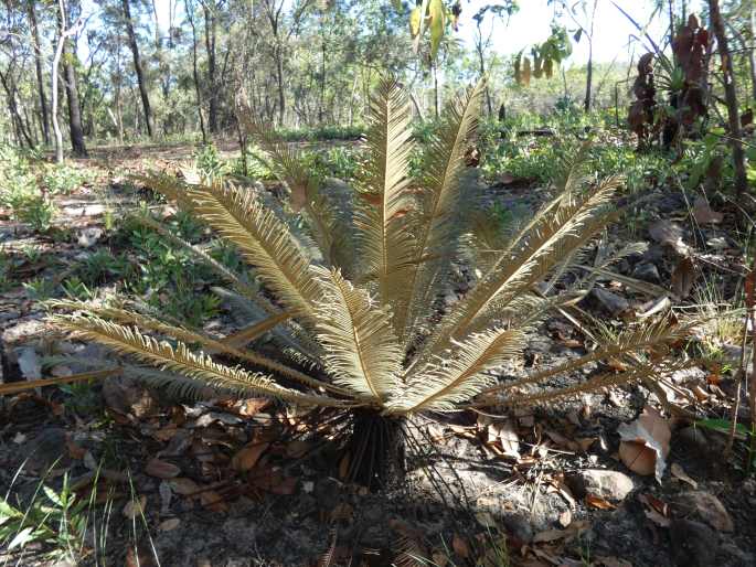 Cycas calcicola