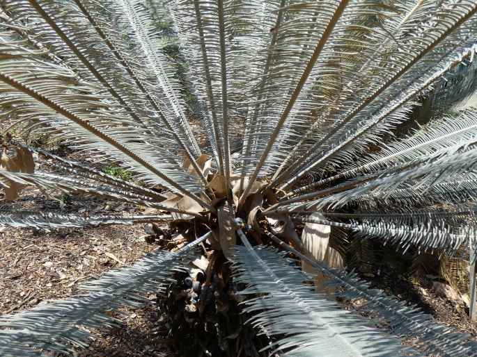 Cycas calcicola