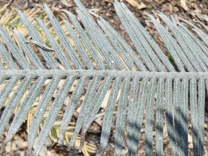 Cycas calcicola