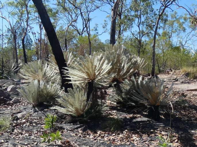 Cycas calcicola