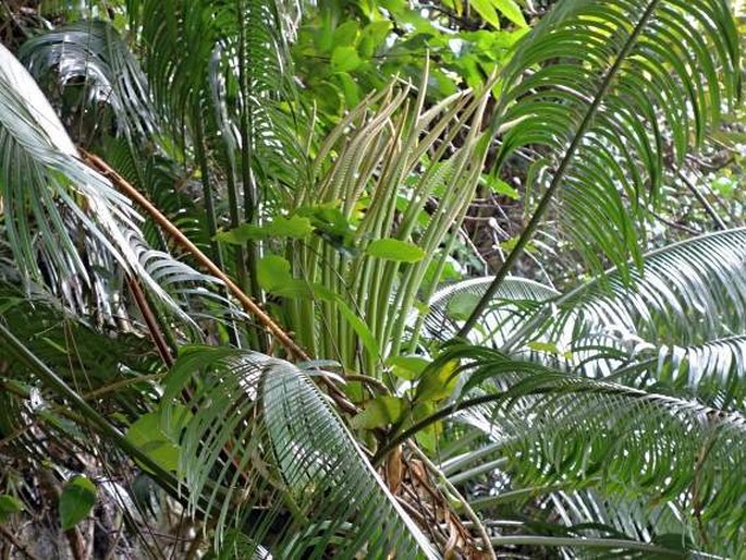 Cycas micronesica